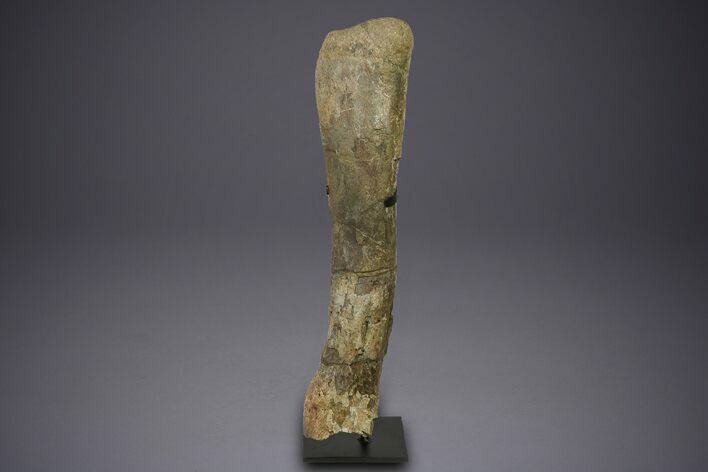 Fossil Sauropod (Camarasaurus) Ulna with Metal Stand - Colorado #350493